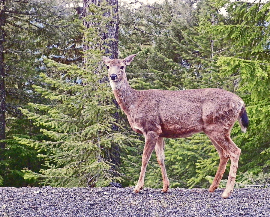 Columbian Blacktail Deer Photograph By Seth Shotwell