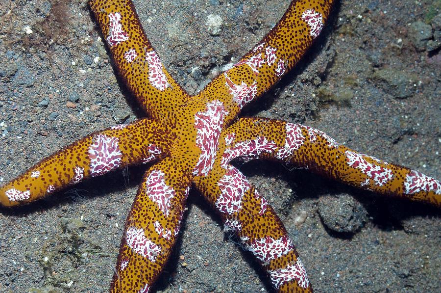 jelly cat fluffy starfish