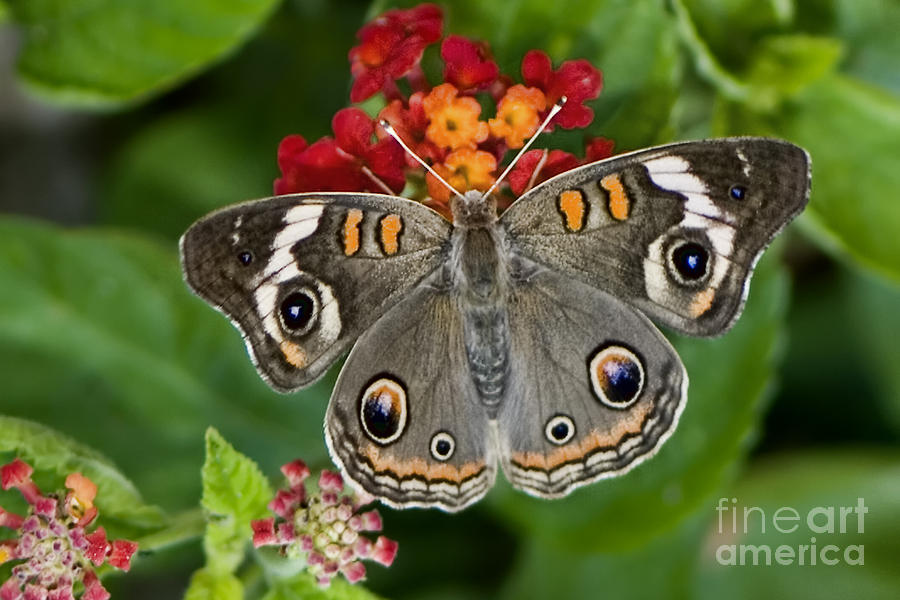 Common Buckeye Butterfly #1 Photograph by Betty LaRue