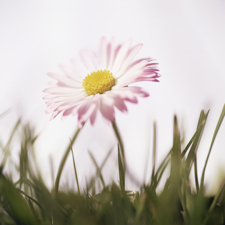 Nature Photograph - Common Daisy (bellis Perennis) #1 by Cristina Pedrazzini