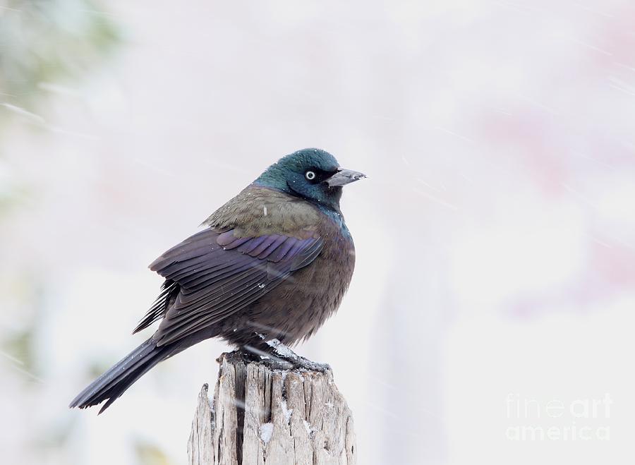Common Grackle #1 Photograph by Jack R Brock