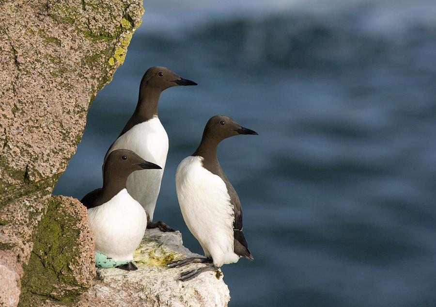 Common Guillemots Breeding Photograph by Duncan Shaw - Fine Art America