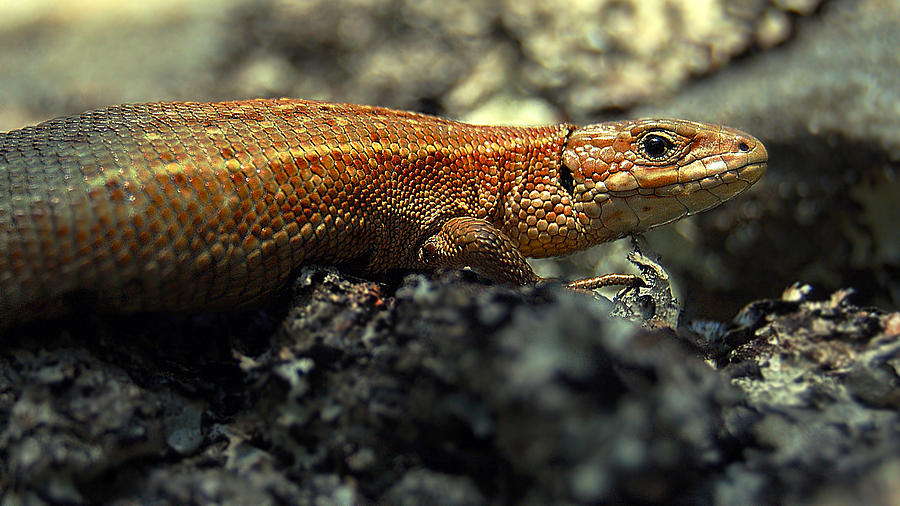 Common lizard #1 Photograph by Gavin Macrae