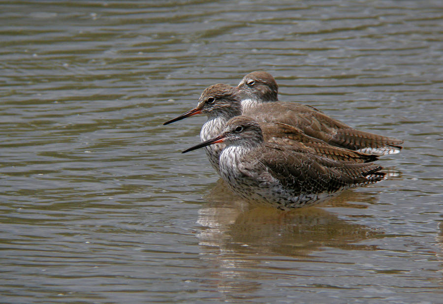 Common Redshank #1 Photograph by Perry Van Munster