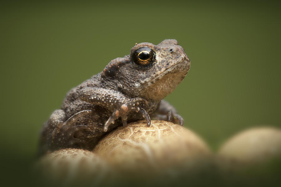 Common Toad #1 Photograph by Andy Astbury