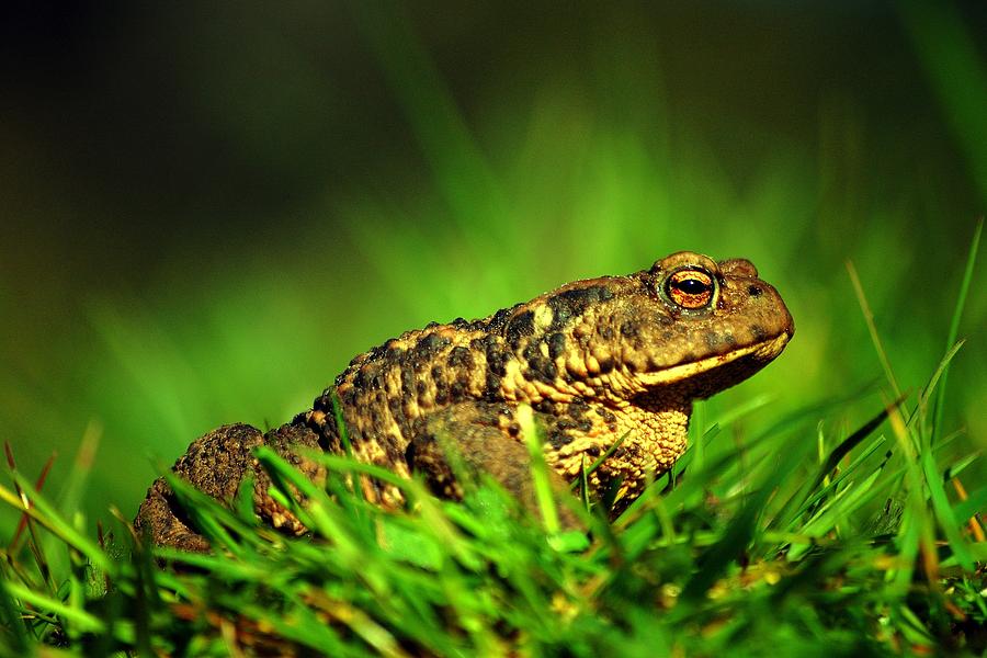 Common toad #1 Photograph by Gavin Macrae