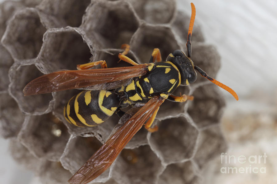 Common Wasp #1  by Ted Kinsman