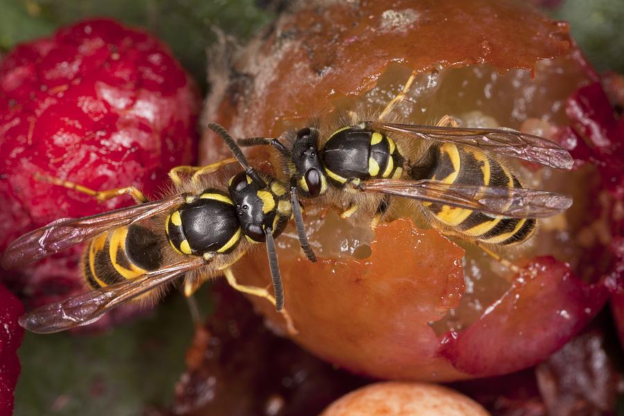 Common Wasps Feeding On Fruit #1 Photograph by Bob Gibbons - Pixels