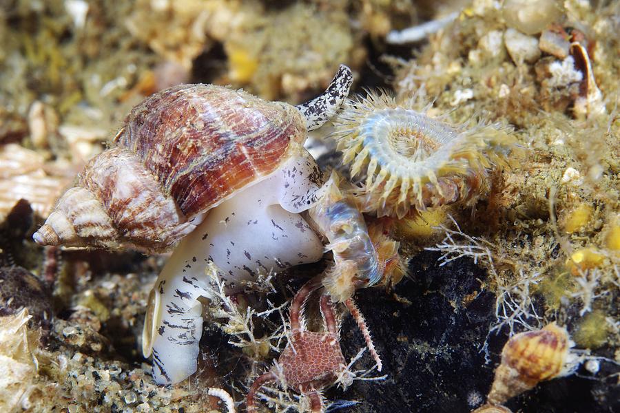 Common Whelk Photograph by Alexander Semenov - Fine Art America