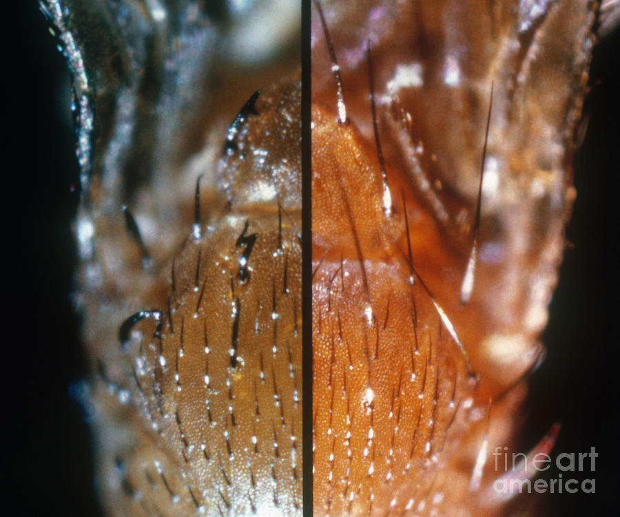 Comparing Drosophila Bristles #1 Photograph by Science Source