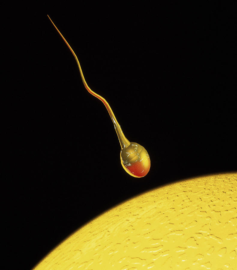 Computer Art Of Sperm And Egg During Fertilisation Photograph by Mehau ...