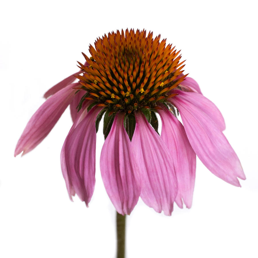 Summer Photograph - Cone Flower #1 by Jessica Wakefield