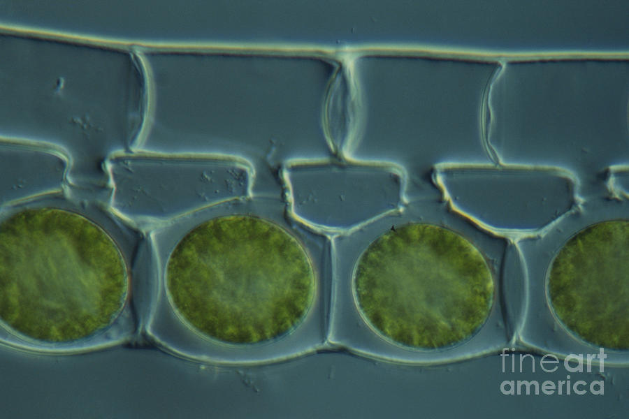Science Photograph - Conjugation In Spirogyra Algae Lm #1 by M. I. Walker