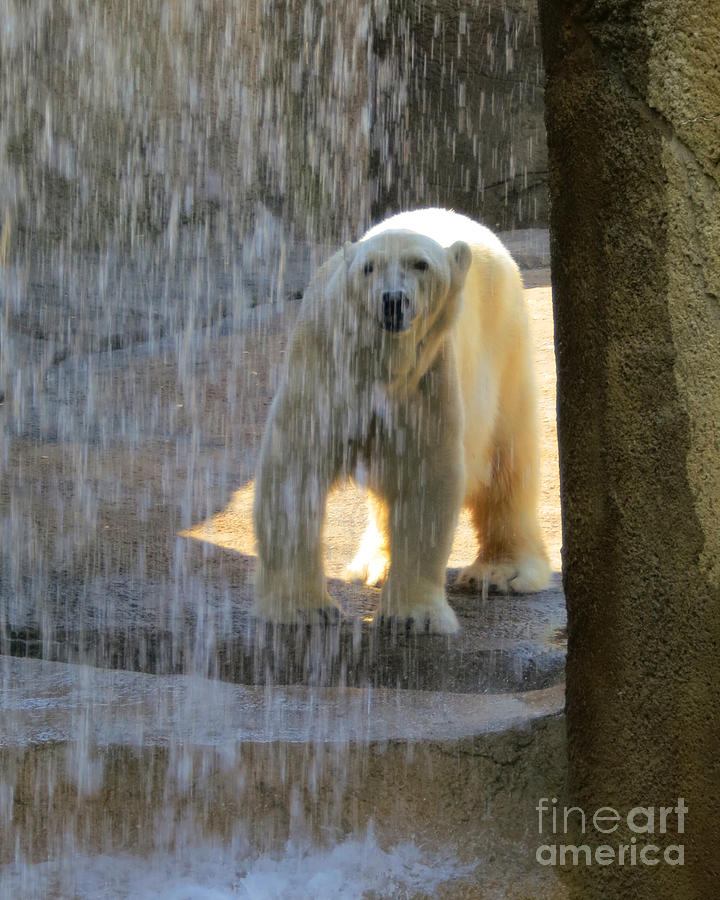 Cool Polar Bear #1 Photograph by Patricia Januszkiewicz