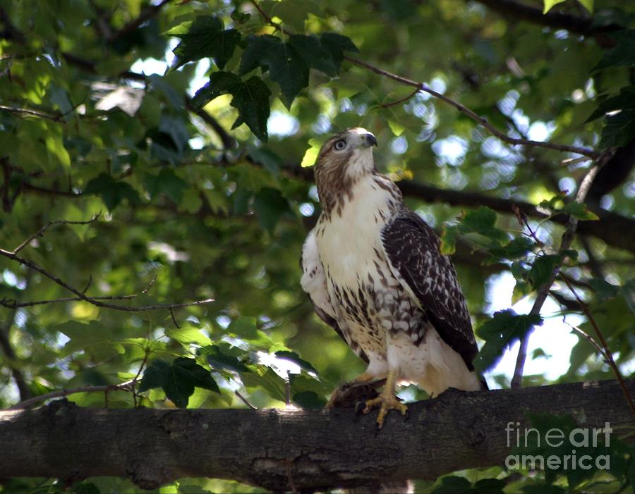 Red-tailed Hawk Photograph by Living Color Photography Lorraine Lynch