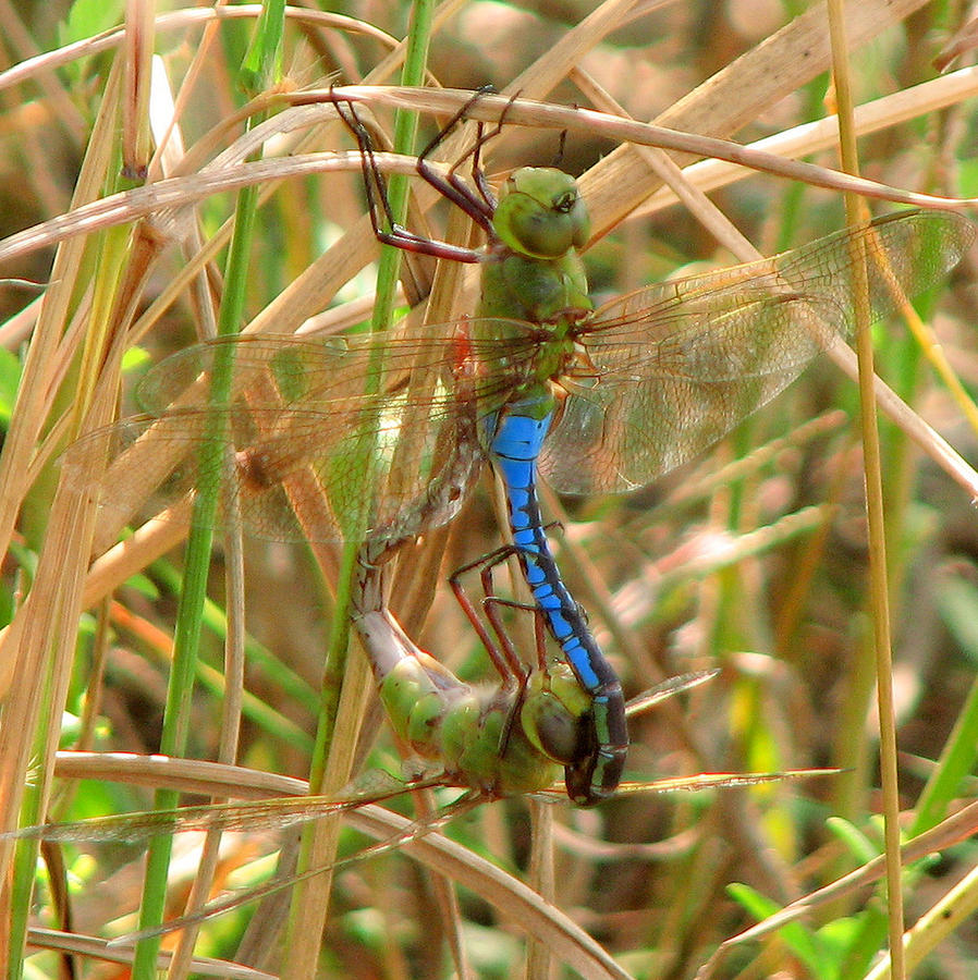 Copulating Dragonflies Photograph by David Brown - Fine Art America