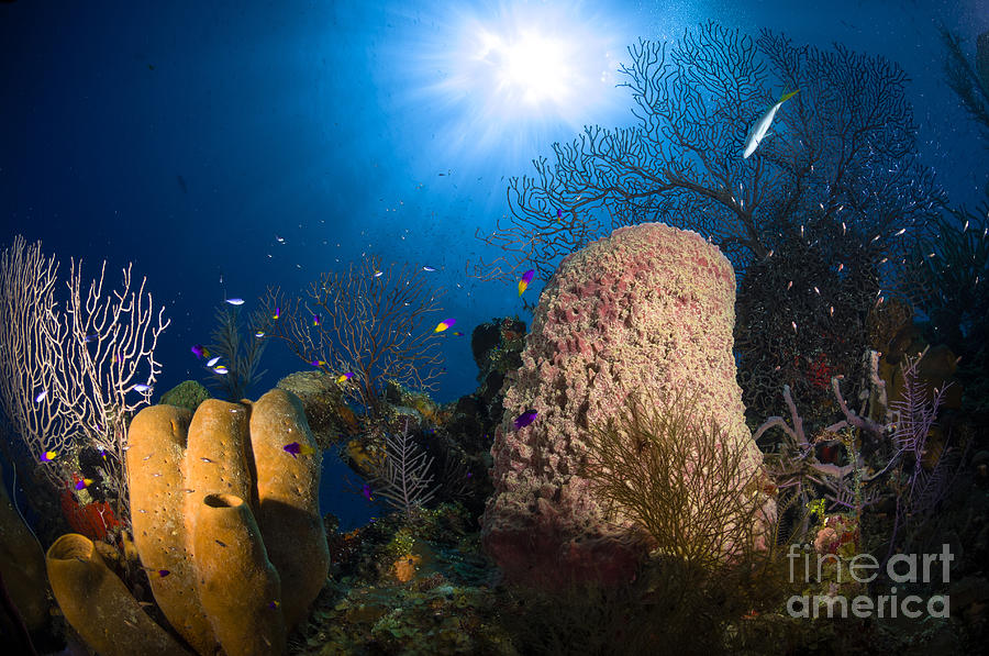 Nature Photograph - Coral And Sponge Reef, Belize #1 by Todd Winner