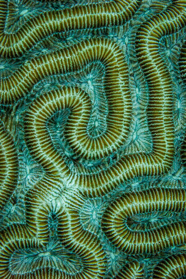 Coral Design #1 Photograph by Jean Noren