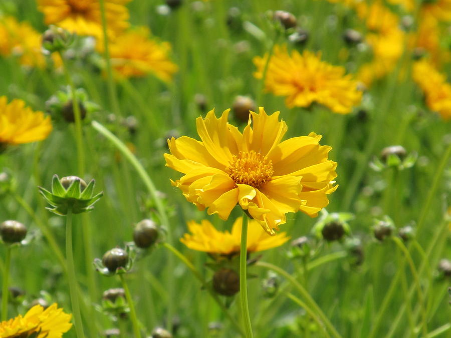 Coreopsis #1 Photograph by Alfred Ng