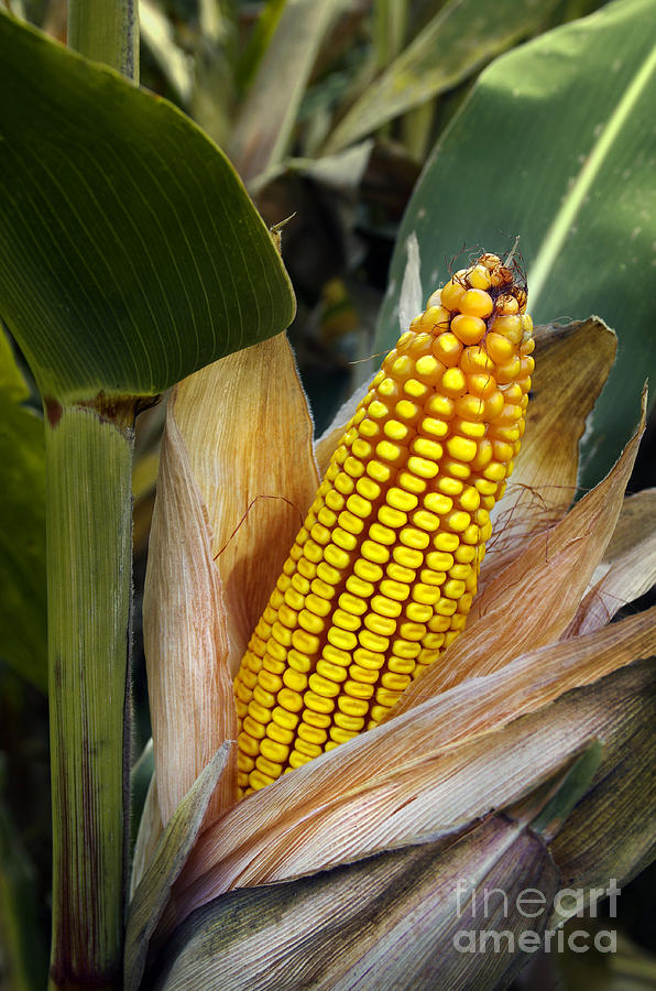 Fall Photograph - Corn Cob #1 by Carlos Caetano