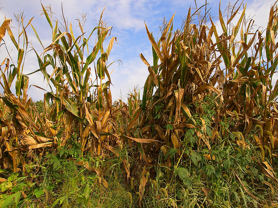 Corn Fields Photograph by Luis Lugo - Fine Art America