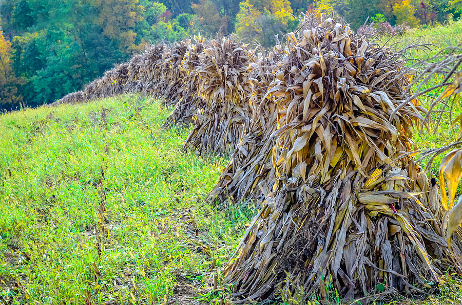 Corn Shocks #1 Photograph by Brian Stevens