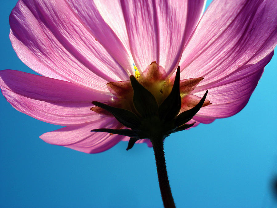 Cosmia flower #1 Photograph by Sumit Mehndiratta