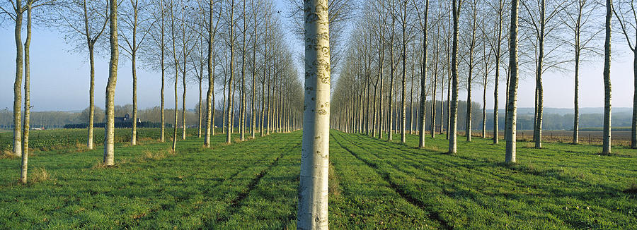 Cottonwood Populus Sp Plantation, France #1 Photograph by Cyril Ruoso