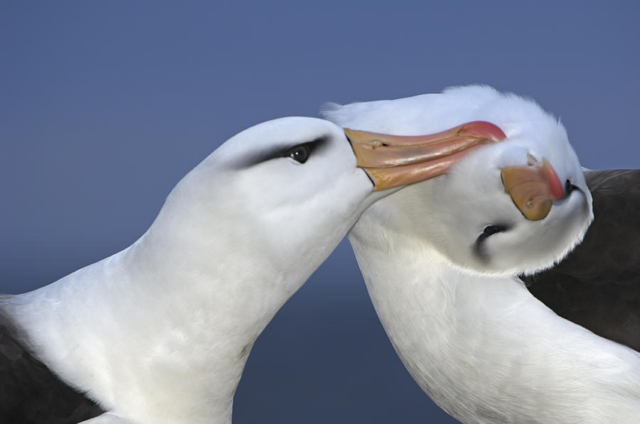 Courtship Behavior By A Pair Photograph by Frans Lanting