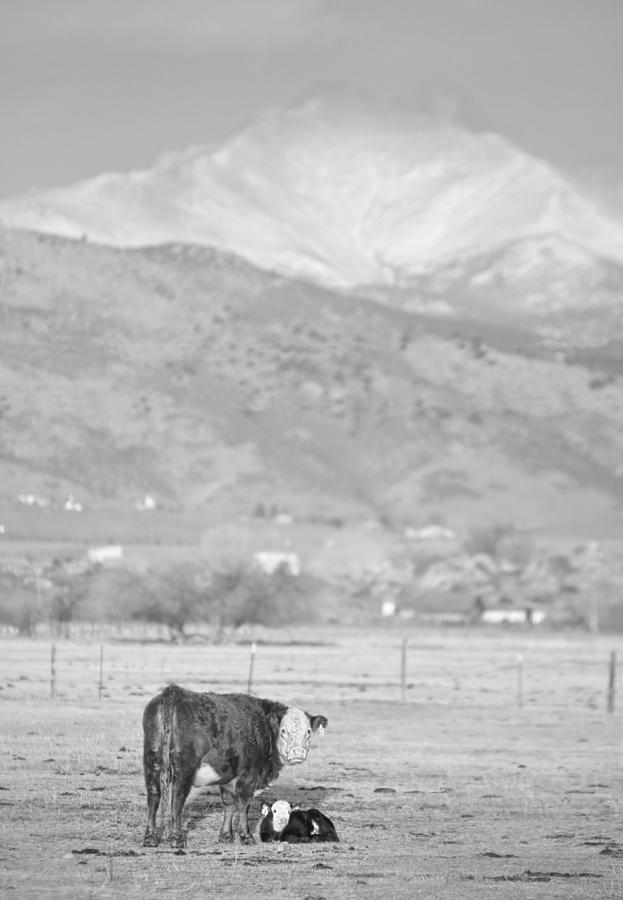 Cow and Calf and Longs Peak BW #1 Photograph by James BO Insogna