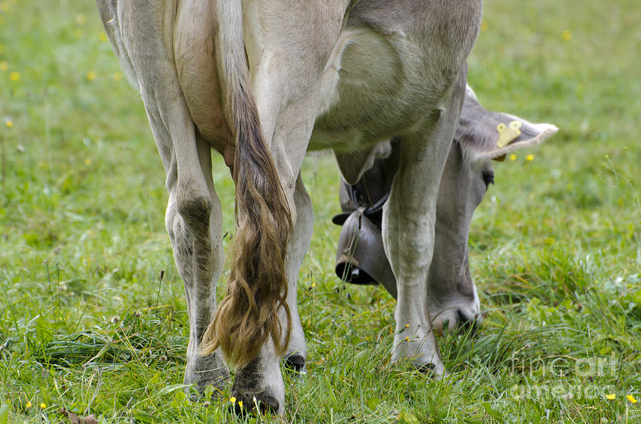 Cow eating grass #1 Photograph by Mats Silvan