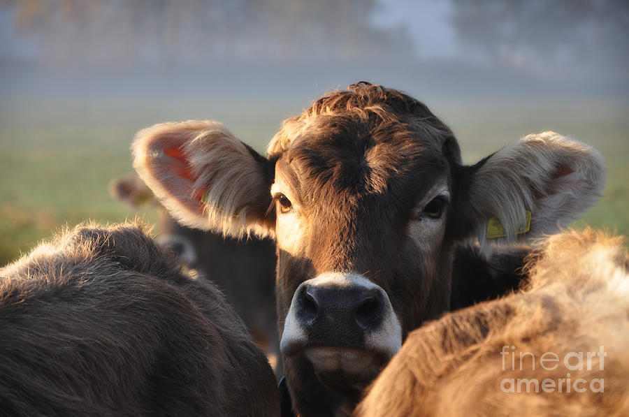 cow #1 Photograph by Mats Silvan