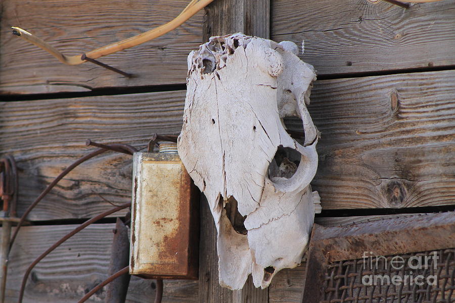 Cow skull on barn #1 Photograph by Pamela Walrath