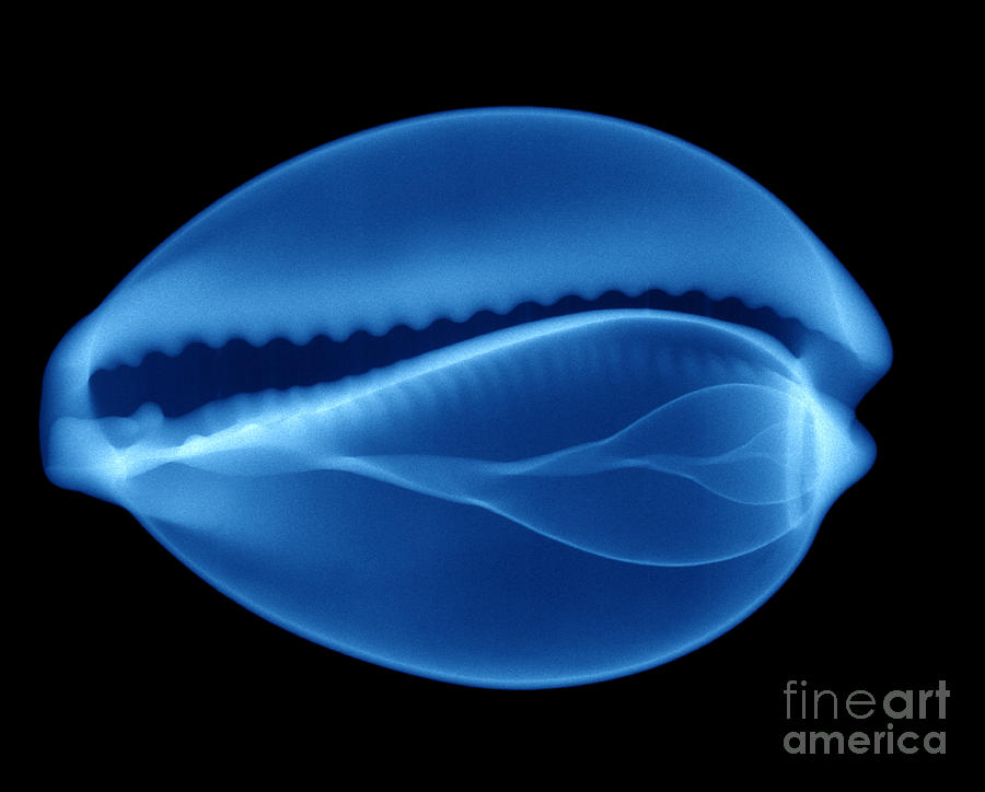 Cowry Shell #1 Photograph by Ted Kinsman
