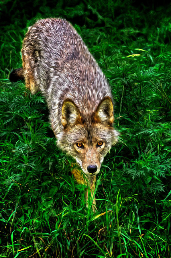 Coyote #1 Digital Art by Prince Andre Faubert