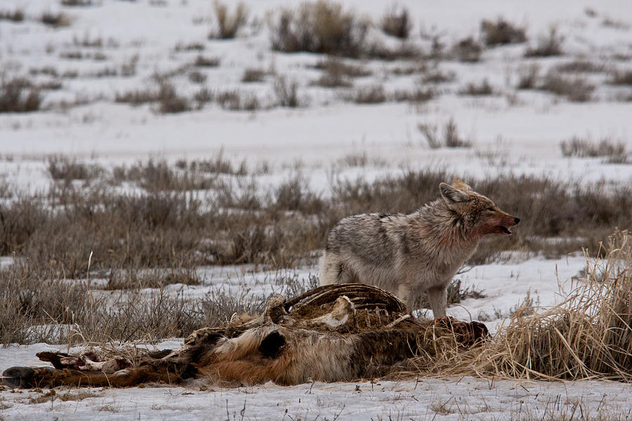 Coyote National Elk Refuge #1 Photograph by Benjamin Dahl