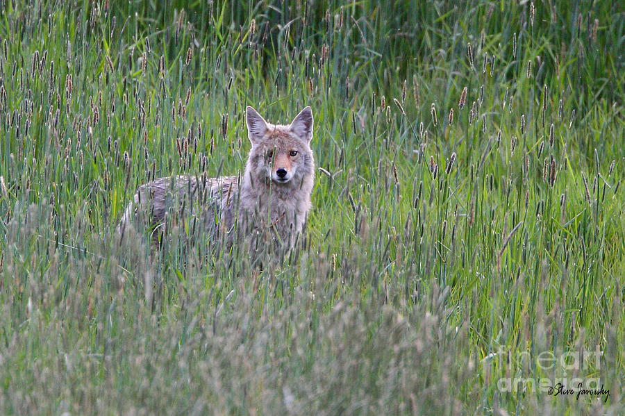 Coyote #1 Photograph by Steve Javorsky
