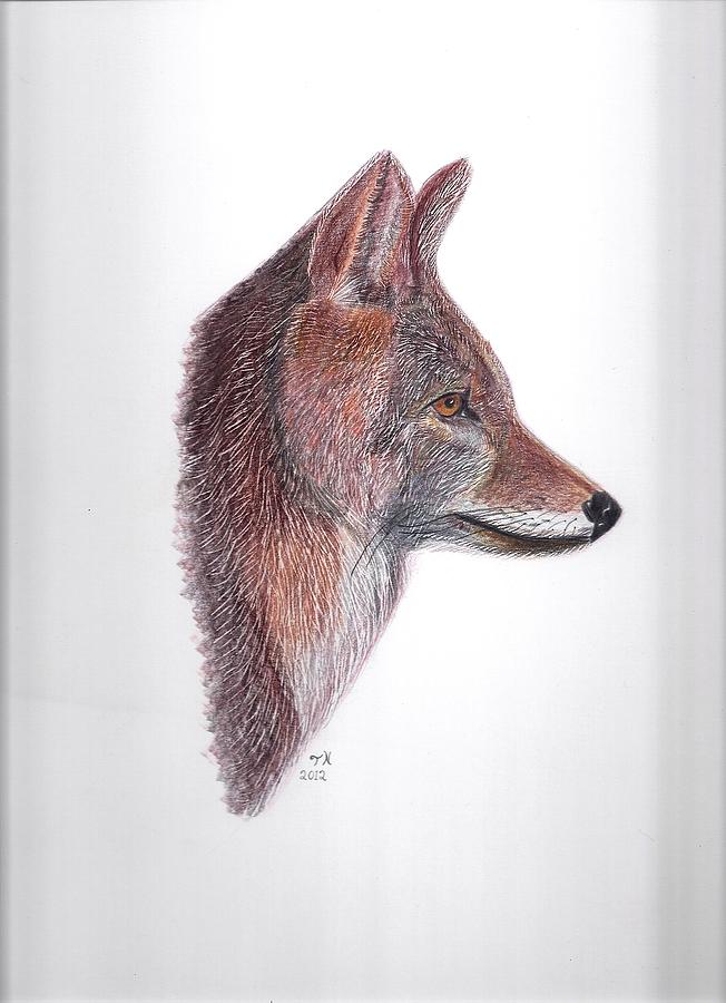 Coyote Drawing by Tony Nelson Fine Art America