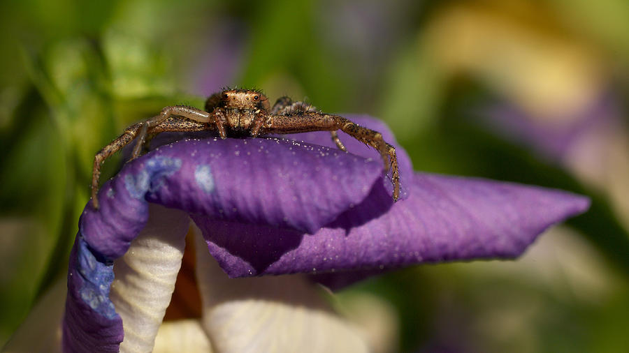 Crab spider in a Violet #1 Photograph by Jouko Lehto