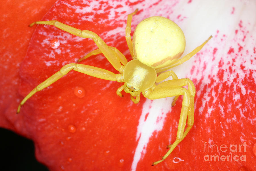 Crab Spider #1  by Ted Kinsman
