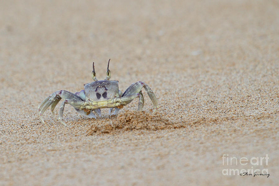 Crab #1 Photograph by Steve Javorsky