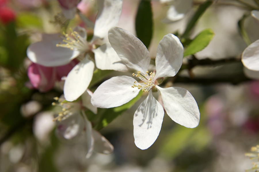 Crabapple Blossom (malus Sp.) Photograph by Johnny Greig