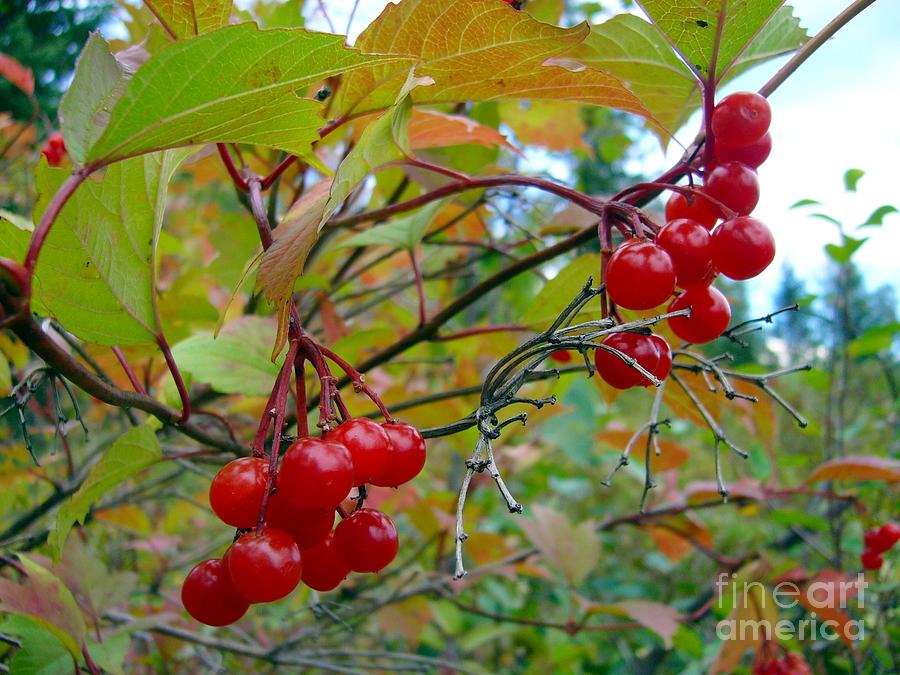 Cranberries #1 Photograph by Jim Sauchyn
