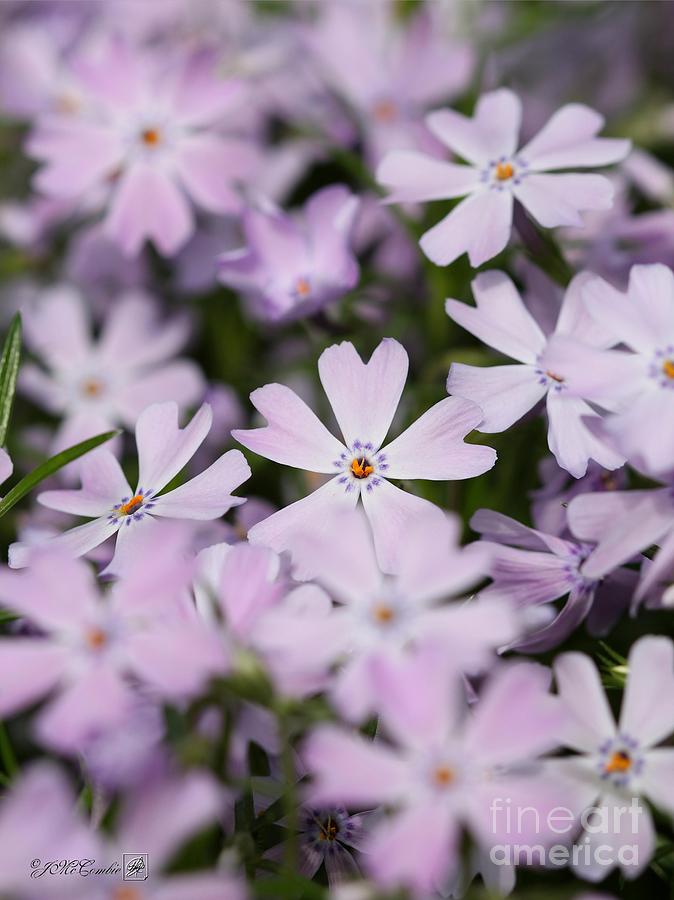 Nature Photograph - Creeping Phlox #1 by J McCombie
