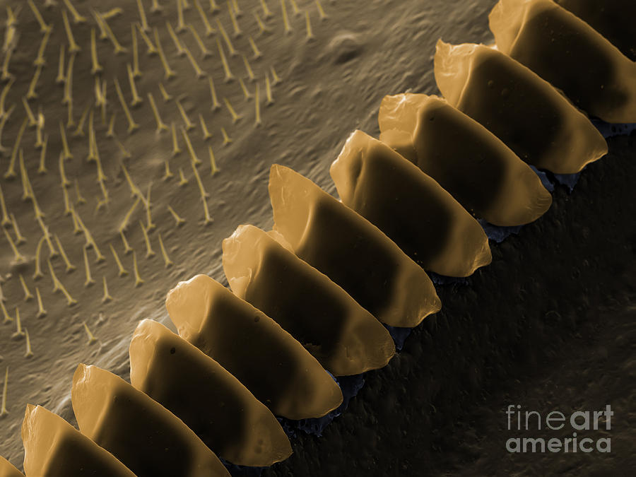 Cricket Sound Comb, Sem #1 Photograph by Ted Kinsman