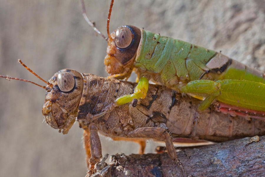 Crickets Mating Photograph by Craig Lapsley Pixels