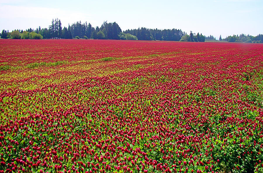 Crimson Carpet #1 Photograph by Nick Kloepping