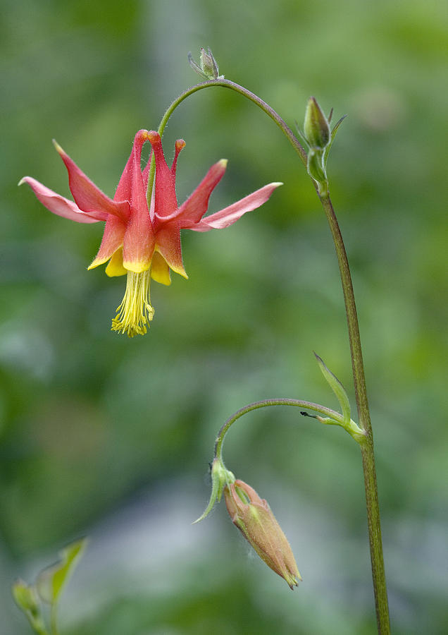 Aquilegia vulgaris рисунок