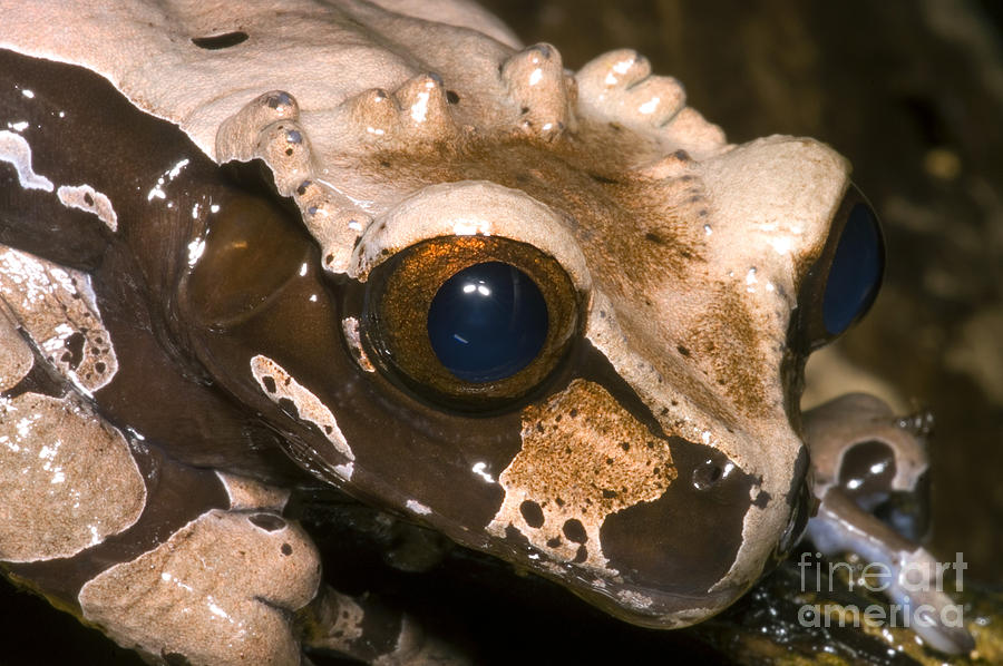 Crowned Tree Frog #1 Photograph by Dante Fenolio