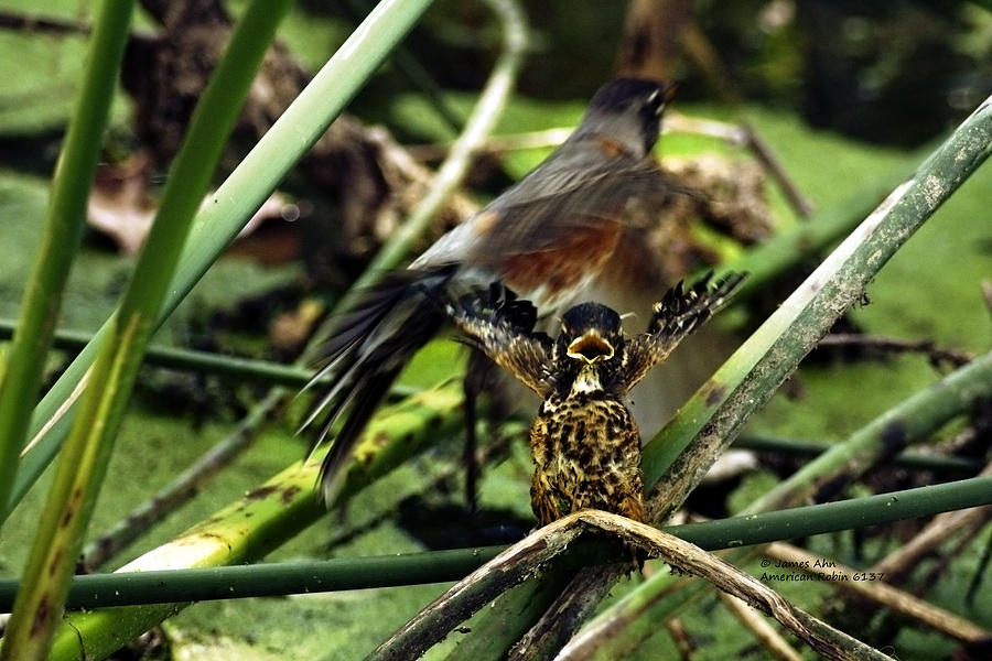 Cry of the American Robin. #1 Photograph by James Ahn